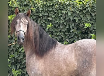 PRE Croisé, Étalon, 3 Ans, 166 cm, Gris pommelé