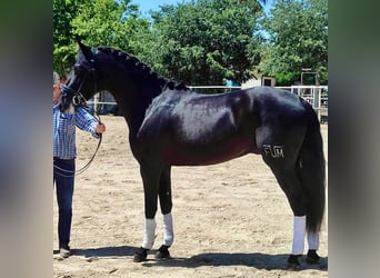 PRE, Étalon, 3 Ans, 166 cm, Noir