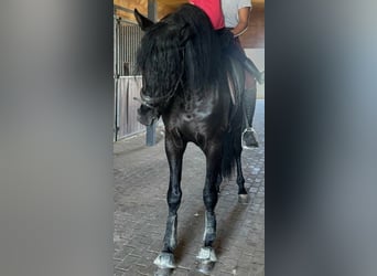 PRE, Étalon, 3 Ans, 166 cm, Noir