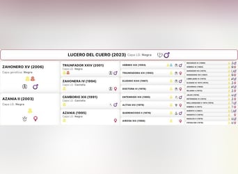 PRE, Étalon, 3 Ans, 166 cm, Noir