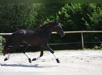PRE Croisé, Étalon, 3 Ans, 166 cm, Noir