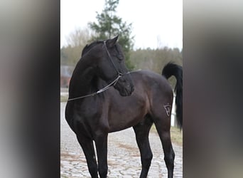 PRE, Étalon, 3 Ans, 166 cm, Noir