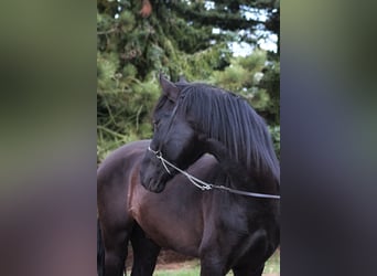 PRE, Étalon, 3 Ans, 166 cm, Noir