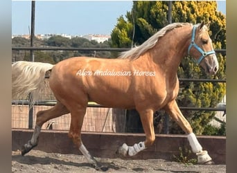 PRE Croisé, Étalon, 3 Ans, 166 cm, Palomino