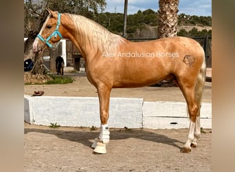 PRE Croisé, Étalon, 3 Ans, 166 cm, Palomino