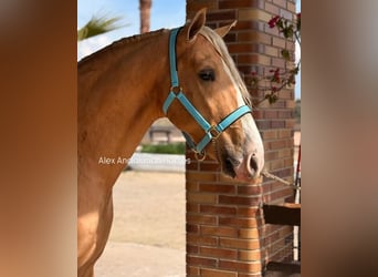 PRE Croisé, Étalon, 3 Ans, 166 cm, Palomino