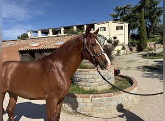 PRE Croisé, Étalon, 3 Ans, 167 cm, Alezan cuivré