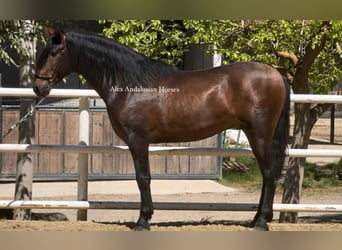 PRE Croisé, Étalon, 3 Ans, 167 cm, Bai brun