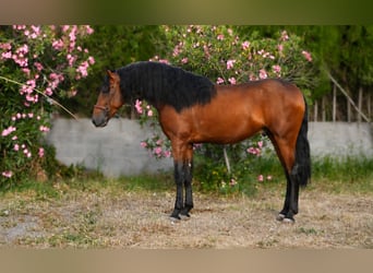 PRE Croisé, Étalon, 3 Ans, 167 cm, Bai