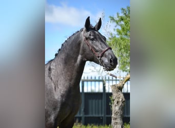 PRE, Étalon, 3 Ans, 167 cm, Gris