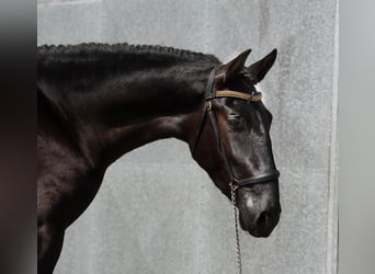 PRE Croisé, Étalon, 3 Ans, 167 cm, Noir