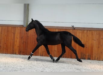 PRE Croisé, Étalon, 3 Ans, 167 cm, Noir