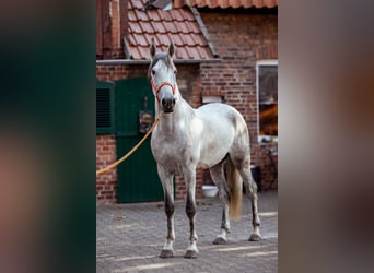 PRE, Étalon, 3 Ans, 168 cm, Gris
