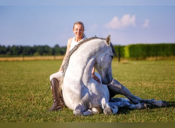 PRE, Étalon, 3 Ans, 168 cm, Gris