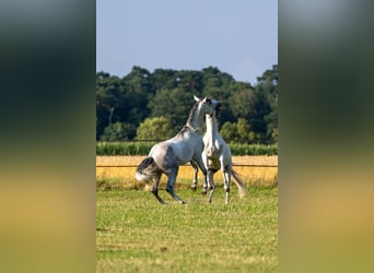 PRE, Étalon, 3 Ans, 168 cm, Gris