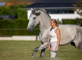 PRE, Étalon, 3 Ans, 168 cm, Gris