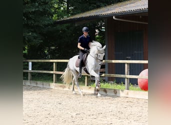 PRE Croisé, Étalon, 3 Ans, 168 cm, Gris