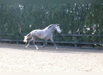 PRE Croisé, Étalon, 3 Ans, 168 cm, Gris