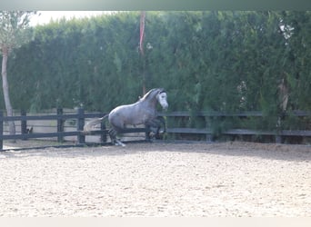 PRE Croisé, Étalon, 3 Ans, 168 cm, Gris