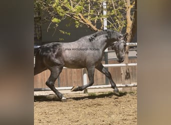 PRE, Étalon, 3 Ans, 168 cm, Gris