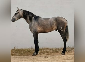 PRE Croisé, Étalon, 3 Ans, 168 cm, Gris pommelé
