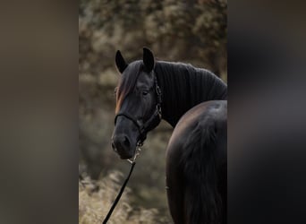 PRE, Étalon, 3 Ans, 168 cm, Noir