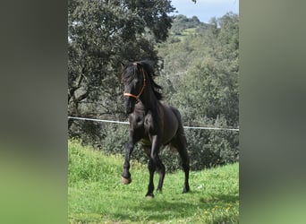 PRE, Étalon, 3 Ans, 168 cm, Noir