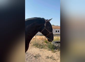 PRE, Étalon, 3 Ans, 168 cm, Noir