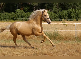 PRE Croisé, Étalon, 3 Ans, 168 cm, Palomino
