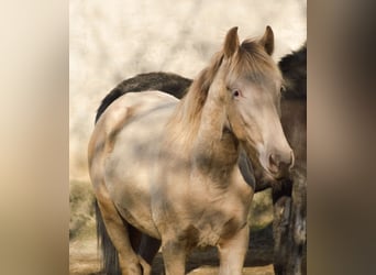 PRE Croisé, Étalon, 3 Ans, 168 cm, Perle