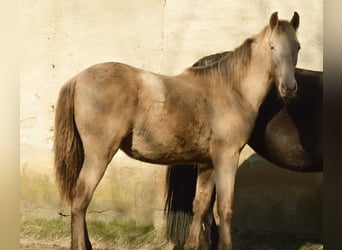 PRE Croisé, Étalon, 3 Ans, 168 cm, Perle