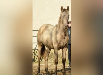 PRE Croisé, Étalon, 3 Ans, 168 cm, Perle