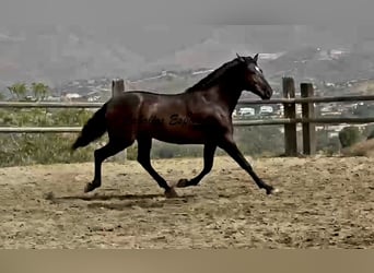 PRE Croisé, Étalon, 3 Ans, 169 cm, Noir