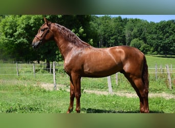 PRE Croisé, Étalon, 3 Ans, 170 cm, Alezan
