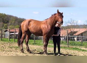 PRE Croisé, Étalon, 3 Ans, 170 cm, Alezan