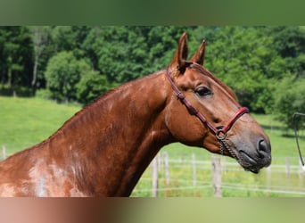 PRE Croisé, Étalon, 3 Ans, 170 cm, Alezan