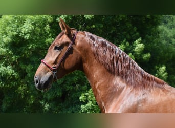 PRE Croisé, Étalon, 3 Ans, 170 cm, Alezan