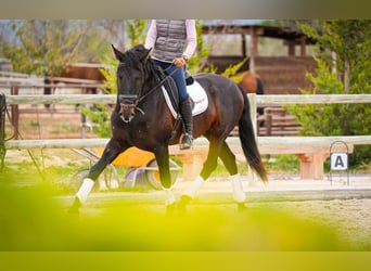 PRE Croisé, Étalon, 3 Ans, 170 cm, Bai brun