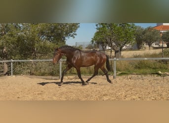 PRE Croisé, Étalon, 3 Ans, 170 cm, Bai