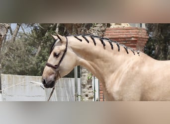 PRE Croisé, Étalon, 3 Ans, 170 cm, Buckskin