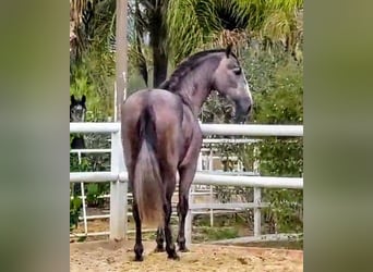 PRE Croisé, Étalon, 3 Ans, 170 cm, Gris (bai-dun)