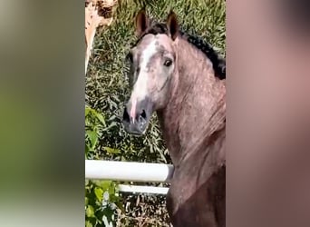 PRE Croisé, Étalon, 3 Ans, 170 cm, Gris (bai-dun)