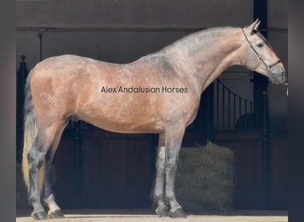 PRE Croisé, Étalon, 3 Ans, 170 cm, Gris