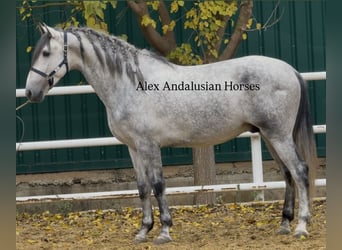 PRE Croisé, Étalon, 3 Ans, 170 cm, Gris
