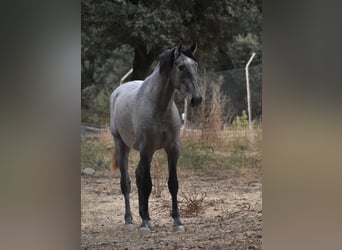 PRE, Étalon, 3 Ans, 170 cm, Gris
