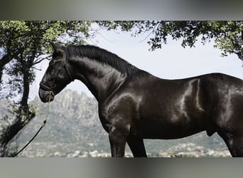 PRE Croisé, Étalon, 3 Ans, 170 cm, Noir