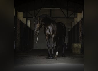 PRE Croisé, Étalon, 3 Ans, 170 cm, Noir