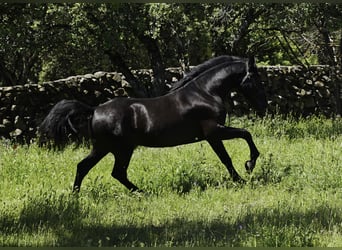 PRE Croisé, Étalon, 3 Ans, 170 cm, Noir