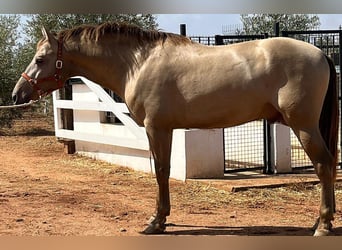 PRE Croisé, Étalon, 3 Ans, 170 cm, Perlino