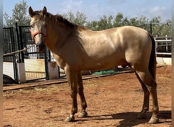 PRE Croisé, Étalon, 3 Ans, 170 cm, Perlino